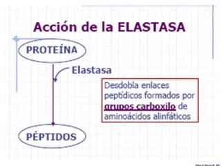 Edgar H. Murcia M. MV
 