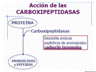 Edgar H. Murcia M. MV
 