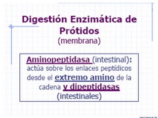 Edgar H. Murcia M. MV
 