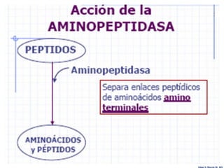 Edgar H. Murcia M. MV
 