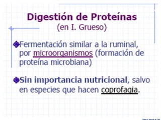 Edgar H. Murcia M. MV
 