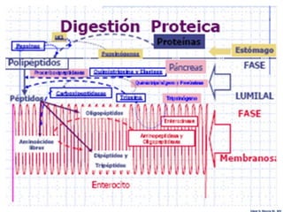 Edgar H. Murcia M. MV
 