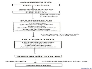 Edgar H. Murcia M. MV
 