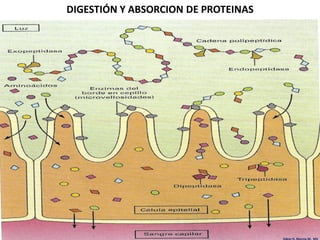 DIGESTIÓN Y ABSORCION DE PROTEINAS




                                     Edgar H. Murcia M. MV
 