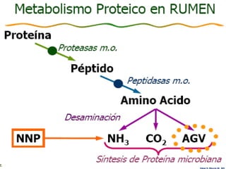 Edgar H. Murcia M. MV
 