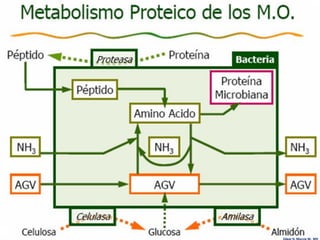Edgar H. Murcia M. MV
 