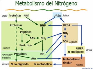 Edgar H. Murcia M. MV
 
