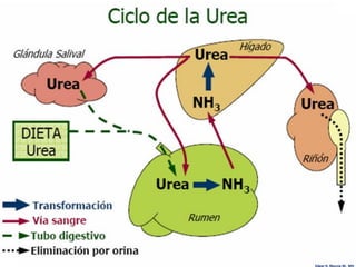 Edgar H. Murcia M. MV
 
