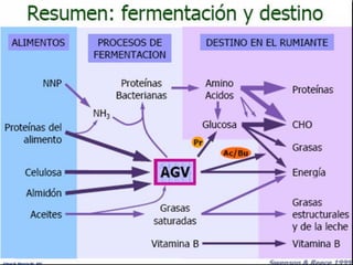 Edgar H. Murcia M. MV
 