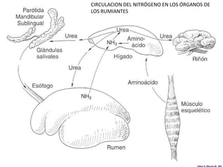 CIRCULACION DEL NITRÓGENO EN LOS ÓRGANOS DE
LOS RUMIANTES




                                      Edgar H. Murcia M. MV
 