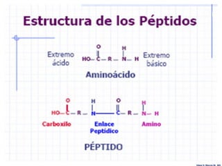 Edgar H. Murcia M. MV
 