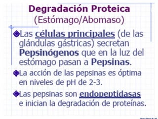 Edgar H. Murcia M. MV
 