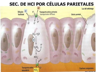SEC. DE HCl POR CÉLULAS PARIETALES




                              Edgar H. Murcia M. MV
 