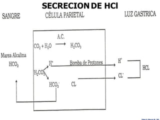 SECRECION DE HCl




                   Edgar H. Murcia M. MV
 
