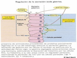 MV. Edgar H. Murcia M.
 