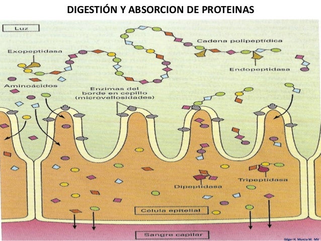 14.digestión y absorción de proteínas