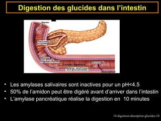 Digestion des glucides dans l’intestin




• Les amylases salivaires sont inactives pour un pH<4.5
• 50% de l’amidon peut être digéré avant d’arriver dans l’intestin
• L’amylase pancréatique réalise la digestion en 10 minutes


                                              14-digestion-absorption-glucides-10
 