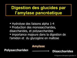 Digestion des glucides par
     l’amylase pancréatique

    Hydrolyse des liaisons alpha 1-4
    Production des monosaccharides,
   disaccharides, et polysaccharides
    importance majeure dans la digestion de
   l’amidon et du glycogène en maltose

                   Amylase
Polysaccharides                   Disaccharides
                                   14-digestion-absorption-glucides-11
 