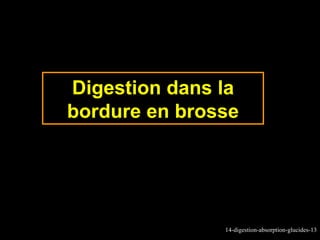 Digestion dans la
bordure en brosse




               14-digestion-absorption-glucides-13
 