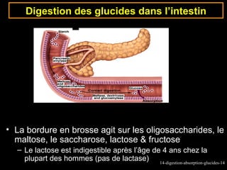 Digestion des glucides dans l’intestin




• La bordure en brosse agit sur les oligosaccharides, le
  maltose, le saccharose, lactose & fructose
  – Le lactose est indigestible après l’âge de 4 ans chez la
    plupart des hommes (pas de lactase) 14-digestion-absorption-glucides-14
 