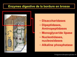 Enzymes digestive de la bordure en brosse



                    – Disaccharidases
                    – Dipeptidases,
                      Aminopeptidases
                    – Monoglyceride lipase
                    – Nucleotidases,
                      nucleosidases
                    – Alkaline phosphatase


                              14-digestion-absorption-glucides-16
 