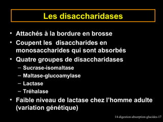 Les disaccharidases

• Attachés à la bordure en brosse
• Coupent les disaccharides en
  monosaccharides qui sont absorbés
• Quatre groupes de disaccharidases
  –   Sucrase-isomaltase
  –   Maltase-glucoamylase
  –   Lactase
  –   Tréhalase
• Faible niveau de lactase chez l’homme adulte
  (variation génétique)
                                 14-digestion-absorption-glucides-17
 