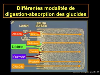 Différentes modalités de
digestion-absorption des glucides


  Amidon       Glucose


             Galactose
  Lactose
              Glucose

   Sucrose
              Fructose
   glucose
                          14-digestion-absorption-glucides-18
 
