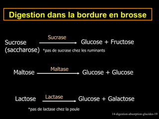 Digestion dans la bordure en brosse

                   Sucrase
Sucrose                                 Glucose + Fructose
(saccharose)    *pas de sucrase chez les ruminants



                    Maltase
  Maltose                               Glucose + Glucose



   Lactose       Lactase            Glucose + Galactose
        *pas de lactase chez la poule
                                                     14-digestion-absorption-glucides-19
 