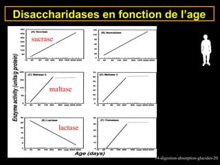 Disaccharidases en fonction de l’age

   sucrase




        maltase




             lactase



                          14-digestion-absorption-glucides-20
 