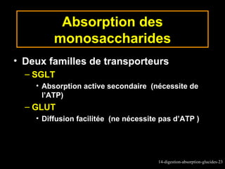 Absorption des
         monosaccharides
• Deux familles de transporteurs
  – SGLT
    • Absorption active secondaire (nécessite de
      l’ATP)
  – GLUT
    • Diffusion facilitée (ne nécessite pas d’ATP )




                                       14-digestion-absorption-glucides-23
 