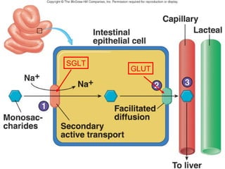 SGLT
       GLUT




              14-digestion-absorption-glucides-24
 