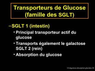 Transporteurs de Glucose
      (famille des SGLT)
– SGLT 1 (intestin)
  • Principal transporteur actif du
    glucose
  • Transports également le galactose
    SGLT 2 (rein)
  • Absorption du glucose


                           14-digestion-absorption-glucides-26
 