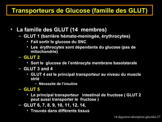 Transporteurs de Glucose (famille des GLUT)

• La famille des GLUT (14 membres)
  – GLUT 1 (barrière hémato-meningée, érythrocytes)
      • Fait sortir le glucose du SNC
      • Les érythrocytes sont dépendants du glucose (pas de
        mitochondrie)
  – GLUT 2
      • Sort le glucose de l’entérocyte membrane basolaterale
  – GLUT 3 and 4
      • GLUT 4 est le principal transporteur au niveau du muscle
        strié
          – Nécessite de l’insuline
  – GLUT 5
      • Le principal transporteur intestinal de fructose ( GLUT 2
        peut aussi transporter le fructose )
  – GLUT 6, 7, 8, 9, 10, 11, 12, 14,
      • Trouvés dans différents tissus
                                                   14-digestion-absorption-glucides-27
 
