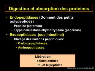 Digestion et absorption des protéines
• Endopeptidases (Donnent des petits
  polypeptides)
  – Pepsine (estomac)
  – Trypsine/élastase/chymotrypsine (pancréas)
• Exopeptidases (suc intestinal)
  – Clivage des liaisons peptidiques:
     • Carboxypeptidases.
     • Aminopeptidases.

                 Libération:
                 –acides aminés
                 – di- et tripeptides
                                        14-digestion-absorption-glucides-29
 