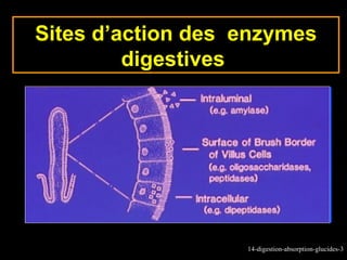 Sites d’action des enzymes
         digestives




                   14-digestion-absorption-glucides-3
 