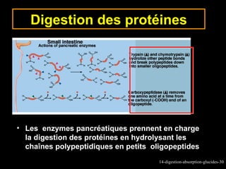 Digestion des protéines




• Les enzymes pancréatiques prennent en charge
  la digestion des protéines en hydrolysant les
  chaînes polypeptidiques en petits oligopeptides
                                      14-digestion-absorption-glucides-30
 