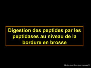 Digestion des peptides par les
  peptidases au niveau de la
      bordure en brosse



                       14-digestion-absorption-glucides-31
 
