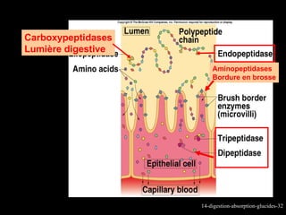 Carboxypeptidases
Lumière digestive
                        Aminopeptidases
                        Bordure en brosse




                    14-digestion-absorption-glucides-32
 