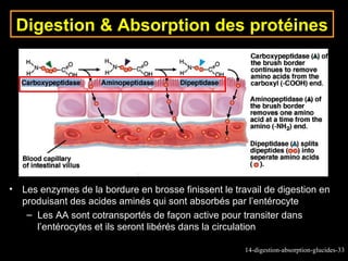 Digestion & Absorption des protéines




•   Les enzymes de la bordure en brosse finissent le travail de digestion en
    produisant des acides aminés qui sont absorbés par l’entérocyte
     – Les AA sont cotransportés de façon active pour transiter dans
       l’entérocytes et ils seront libérés dans la circulation

                                                        14-digestion-absorption-glucides-33
 