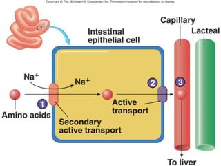 14-digestion-absorption-glucides-34
 