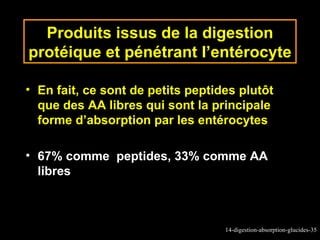 Produits issus de la digestion
protéique et pénétrant l’entérocyte

• En fait, ce sont de petits peptides plutôt
  que des AA libres qui sont la principale
  forme d’absorption par les entérocytes

• 67% comme peptides, 33% comme AA
  libres



                                   14-digestion-absorption-glucides-35
 
