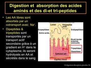 Digestion et absorption des acides
      aminés et des di-et tri-peptides
• Les AA libres sont
  absorbés par un
  cotransport avec Na+.
• Dipeptides &
  tripeptides sont
  transportés par un
  transport actif
  secondaire grâce à un
  gradient en H+ dans le
  cytoplasme; ils seront
  hydrolysés en AA et
  sécrétés dans le sang

                             14-digestion-absorption-glucides-36
 