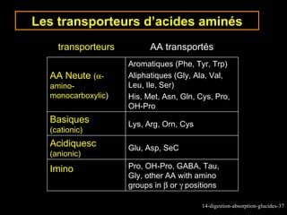 Les transporteurs d’acides aminés
    transporteurs         AA transportés
                    Aromatiques (Phe, Tyr, Trp)
  AA Neute (α-      Aliphatiques (Gly, Ala, Val,
  amino-            Leu, Ile, Ser)
  monocarboxylic)   His, Met, Asn, Gln, Cys, Pro,
                    OH-Pro
  Basiques          Lys, Arg, Orn, Cys
  (cationic)
  Acidiquesc        Glu, Asp, SeC
  (anionic)
  Imino             Pro, OH-Pro, GABA, Tau,
                    Gly, other AA with amino
                    groups in β or γ positions

                                         14-digestion-absorption-glucides-37
 