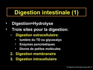 Digestion intestinale (1)
•   Digestion=Hydrolyse
•   Trois sites pour la digestion:
    – Digestion extracellulaire:
      •   lumière du TD ou glycocalyx
      •   Enzymes pancréatiques
      •   Donne de petites molécules
    2. Digestion membranaire
    3. Digestion intracellulaire

                                        14-digestion-absorption-glucides-4
 