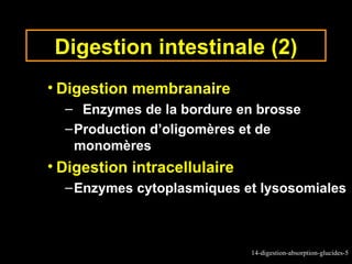 Digestion intestinale (2)
• Digestion membranaire
  – Enzymes de la bordure en brosse
  – Production d’oligomères et de
    monomères
• Digestion intracellulaire
  – Enzymes cytoplasmiques et lysosomiales



                              14-digestion-absorption-glucides-5
 