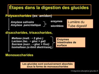 Étapes dans la digestion des glucides
Polysaccharides (ex: amidon)
   Amylase salivaire              enzymes      Lumière du
   Amylase pancréatique           sécrétées    Tube digestif

disaccharides, trisaccharides,
   Maltase (malt. 2 gluc.)            Enzymes
   Lactase (lac. gluc + gal)          intestinales de
   Sucrase (sucr. gluc + fruc)        surface
   Isomaltase (α -limit dextrinase)

Monosaccharides

           Les glucides sont exclusivement absorbés
              sous la forme de monosaccharides
                                                 14-digestion-absorption-glucides-8
 