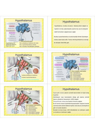 14 dis hek-3-cerebellum-diencephalon-basalcekirdek-2015 | PDF