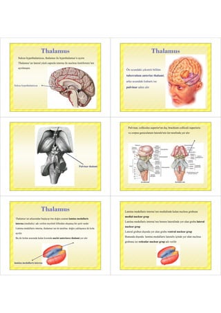 14 dis hek-3-cerebellum-diencephalon-basalcekirdek-2015 | PDF