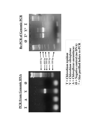 Evolution of DNA repair genes, proteins and processes | PDF