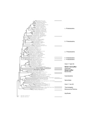 Evolution of DNA repair genes, proteins and processes | PDF